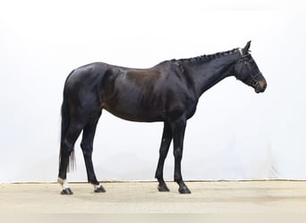 Oldenburger, Merrie, 5 Jaar, 174 cm, Zwartbruin
