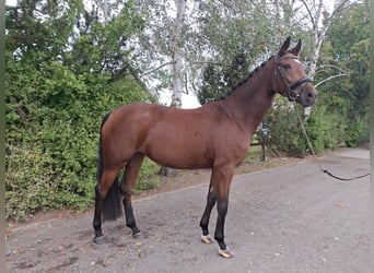 Oldenburger, Merrie, 5 Jaar, 177 cm, Bruin