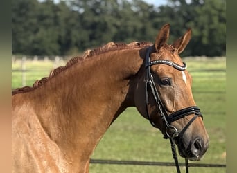 Oldenburger, Merrie, 5 Jaar, Vos