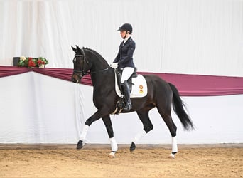 Oldenburger, Merrie, 5 Jaar, Zwartbruin