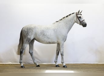 Oldenburger, Merrie, 6 Jaar, 160 cm, Schimmel