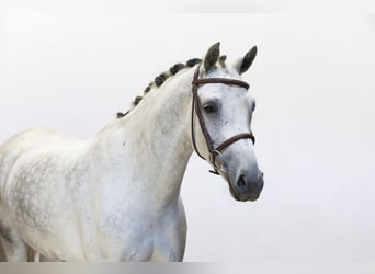 Oldenburger, Merrie, 6 Jaar, 160 cm, Schimmel