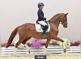 Oldenburger, Merrie, 6 Jaar, 161 cm, Donkere-vos