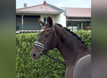 Oldenburger, Merrie, 6 Jaar, 163 cm, Donkere-vos