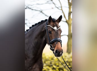 Oldenburger, Merrie, 6 Jaar, 164 cm, Donkerbruin