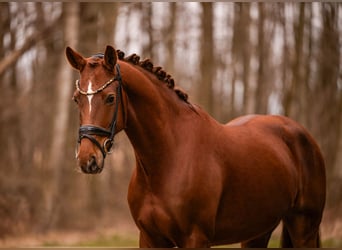 Oldenburger, Merrie, 6 Jaar, 164 cm, Donkere-vos