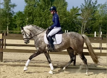 Oldenburger, Merrie, 6 Jaar, 165 cm, Appelschimmel