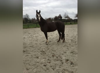 Oldenburger, Merrie, 6 Jaar, 165 cm, Donkere-vos