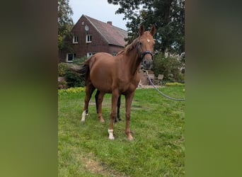 Oldenburger, Merrie, 6 Jaar, 165 cm, Vos