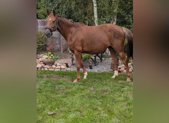 Oldenburger, Merrie, 6 Jaar, 165 cm, Vos