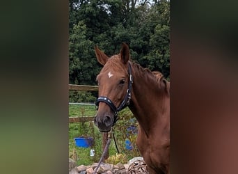 Oldenburger, Merrie, 6 Jaar, 165 cm, Vos