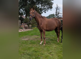 Oldenburger, Merrie, 6 Jaar, 165 cm, Vos