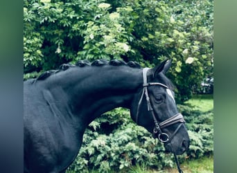 Oldenburger, Merrie, 6 Jaar, 165 cm, Zwart