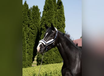 Oldenburger, Merrie, 6 Jaar, 165 cm, Zwart