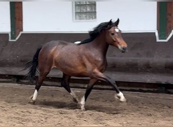 Oldenburger, Merrie, 6 Jaar, 165 cm, Zwart