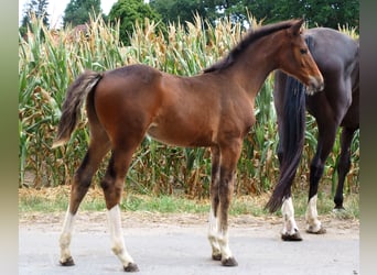 Oldenburger, Merrie, 6 Jaar, 165 cm, Zwart