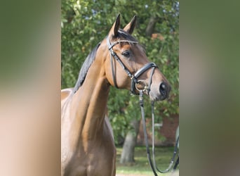 Oldenburger, Merrie, 6 Jaar, 166 cm, Bruin