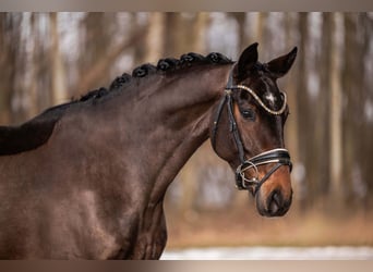 Oldenburger, Merrie, 6 Jaar, 166 cm, Donkerbruin