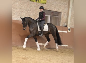 Oldenburger, Merrie, 6 Jaar, 166 cm, Donkerbruin