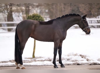 Oldenburger, Merrie, 6 Jaar, 166 cm, Donkerbruin