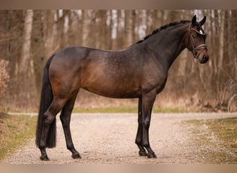 Oldenburger, Merrie, 6 Jaar, 166 cm, Donkerbruin