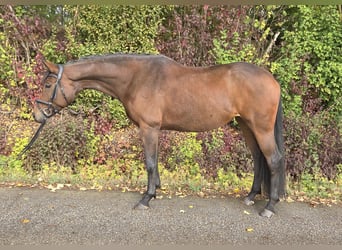Oldenburger, Merrie, 6 Jaar, 167 cm, Bruin
