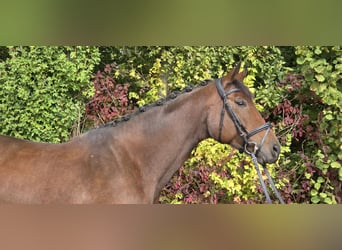 Oldenburger, Merrie, 6 Jaar, 167 cm, Bruin