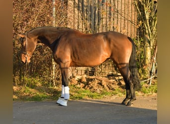 Oldenburger, Merrie, 6 Jaar, 167 cm, Bruin