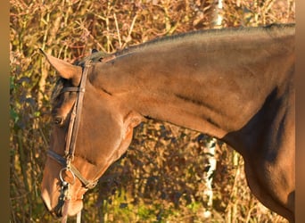 Oldenburger, Merrie, 6 Jaar, 167 cm, Bruin