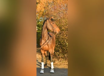 Oldenburger, Merrie, 6 Jaar, 167 cm, Bruin
