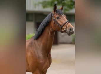 Oldenburger, Merrie, 6 Jaar, 167 cm, Bruin