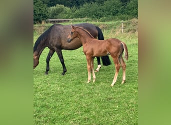 Oldenburger, Merrie, 6 Jaar, 167 cm, Donkerbruin