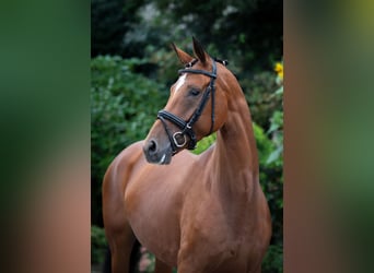 Oldenburger, Merrie, 6 Jaar, 168 cm, Bruin
