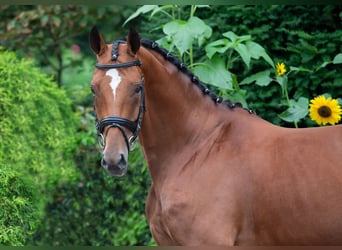 Oldenburger, Merrie, 6 Jaar, 168 cm, Bruin