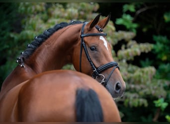 Oldenburger, Merrie, 6 Jaar, 168 cm, Bruin