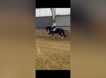 Oldenburger, Merrie, 6 Jaar, 168 cm, Bruin