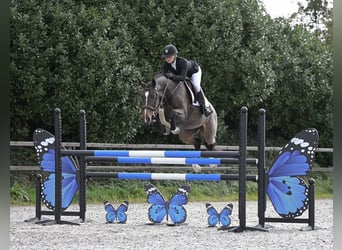 Oldenburger, Merrie, 6 Jaar, 168 cm, Bruin