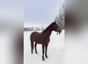 Oldenburger, Merrie, 6 Jaar, 168 cm, Donkere-vos