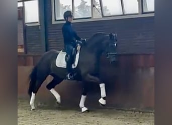 Oldenburger, Merrie, 6 Jaar, 168 cm, Donkere-vos