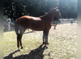 Oldenburger, Merrie, 6 Jaar, 168 cm, Donkere-vos