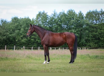 Oldenburger, Merrie, 6 Jaar, 169 cm, Bruin