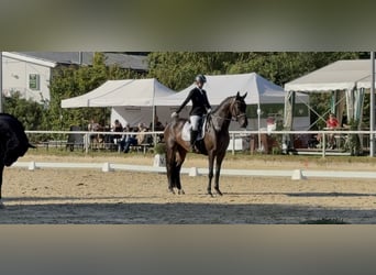 Oldenburger, Merrie, 6 Jaar, 169 cm, Donkerbruin