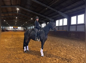 Oldenburger, Merrie, 6 Jaar, 169 cm, Donkerbruin