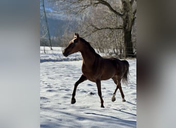 Oldenburger, Merrie, 6 Jaar, 169 cm, Donkere-vos