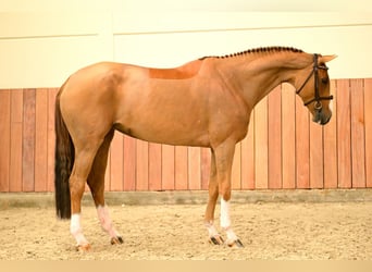 Oldenburger, Merrie, 6 Jaar, 169 cm
