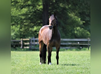 Oldenburger, Merrie, 6 Jaar, 170 cm, Donkerbruin