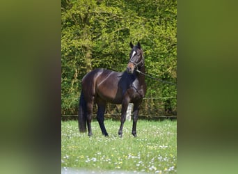 Oldenburger, Merrie, 6 Jaar, 170 cm, Donkerbruin
