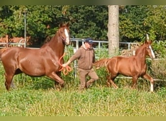 Oldenburger, Merrie, 6 Jaar, 170 cm, Donkere-vos
