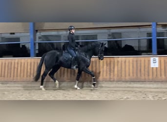 Oldenburger, Merrie, 6 Jaar, 170 cm, Zwart