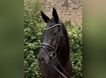 Oldenburger, Merrie, 6 Jaar, 170 cm, Zwart